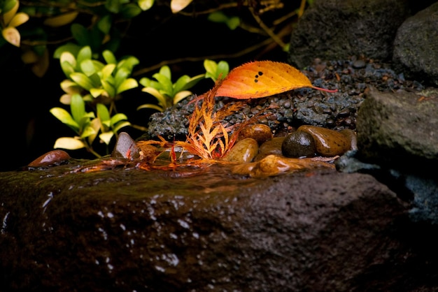 Photo close-up of a turtle on rock