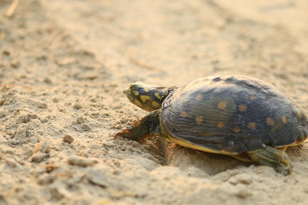 砂浜でのカメのクローズアップ