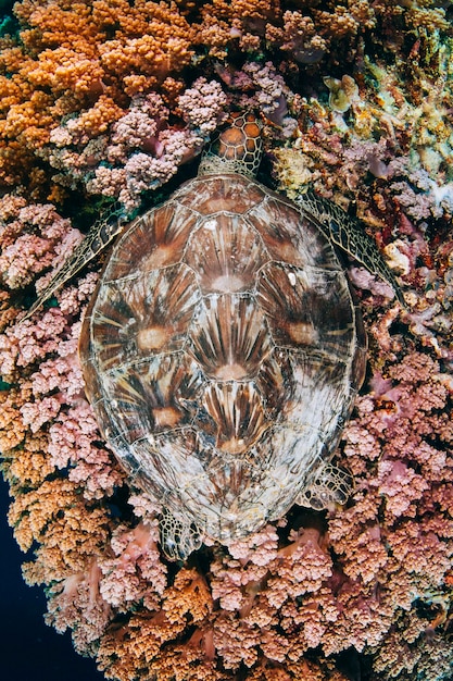 Foto prossimo piano di una tartaruga in mare