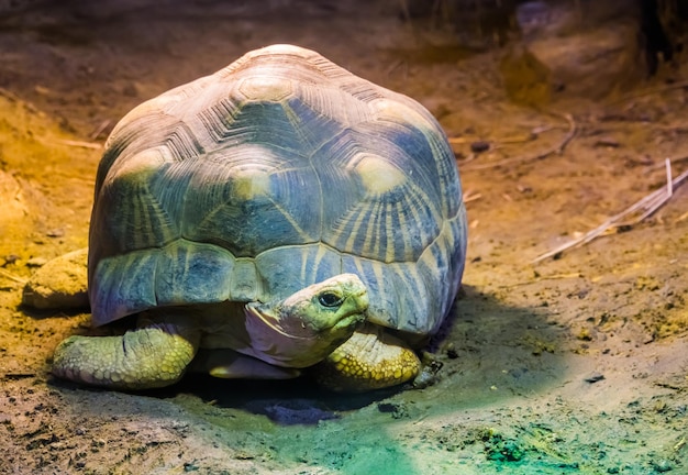 Photo close-up of a turtle in the sea