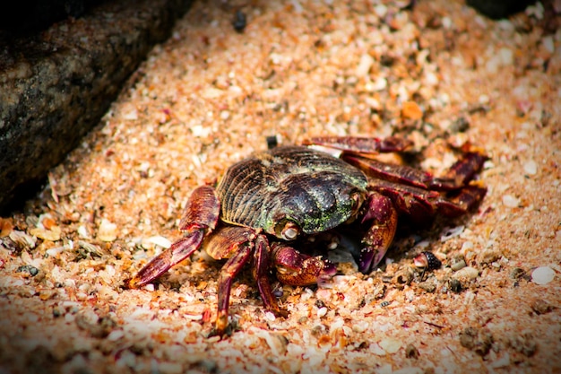 Foto prossimo piano di una tartaruga in mare