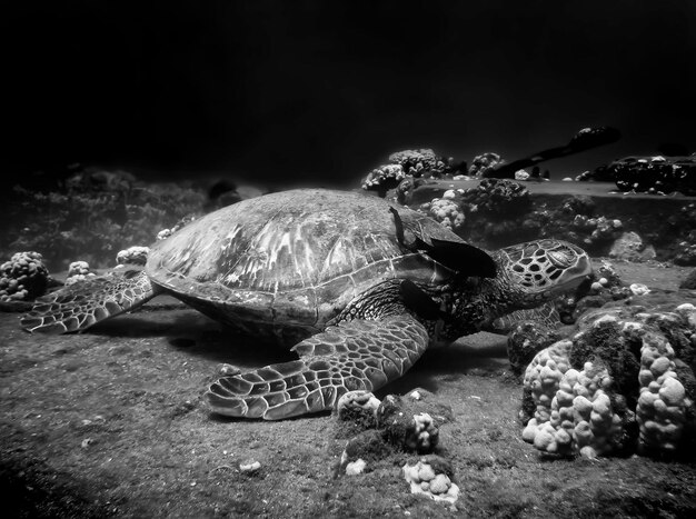 Foto prossimo piano di una tartaruga in mare