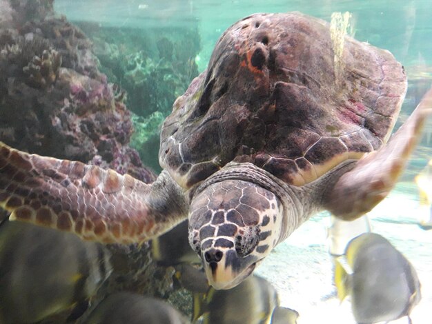 Foto prossimo piano di una tartaruga in mare