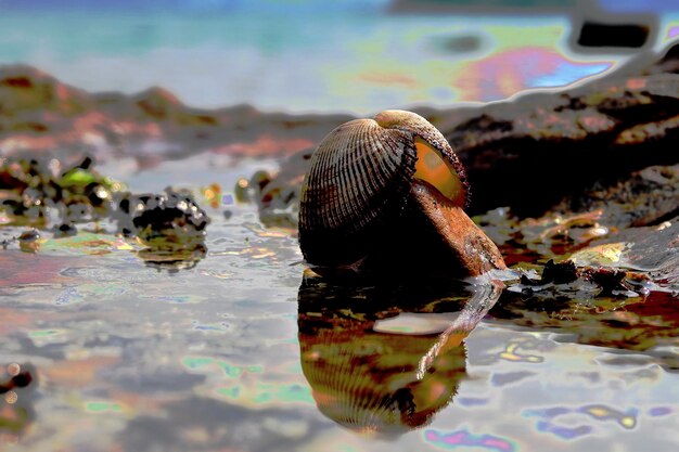 Foto prossimo piano di una tartaruga in mare