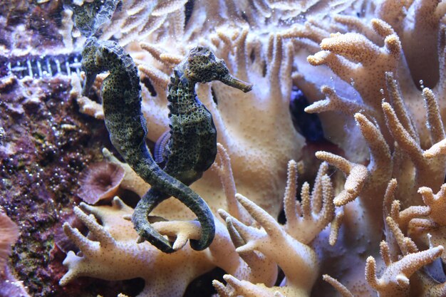 Foto prossimo piano di una tartaruga in mare