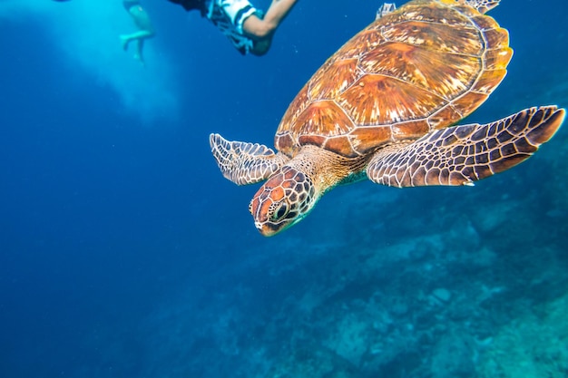 Close-up of turtle in sea