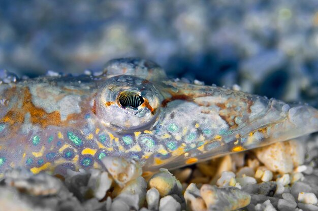 海の中のカメのクローズアップ