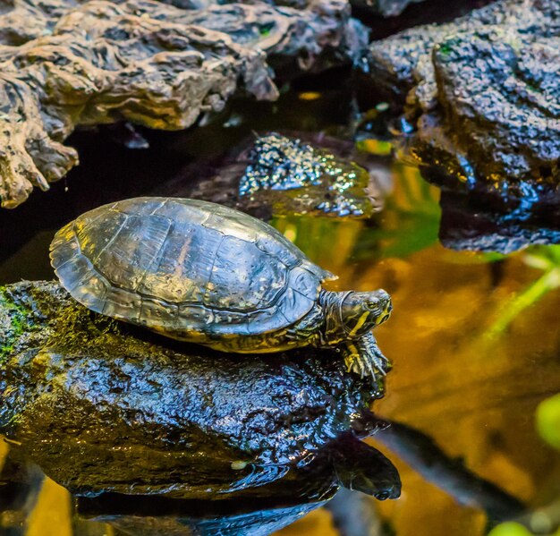 Photo close-up of a turtle in the sea