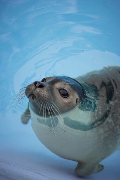 Photo close-up of turtle in sea