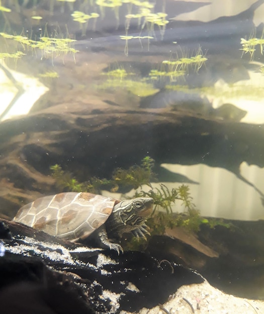 Foto prossimo piano di una tartaruga che nuota in acquario