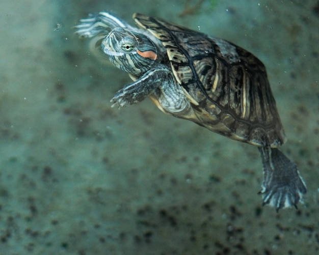 Photo close-up of turtle swimming in fish tank