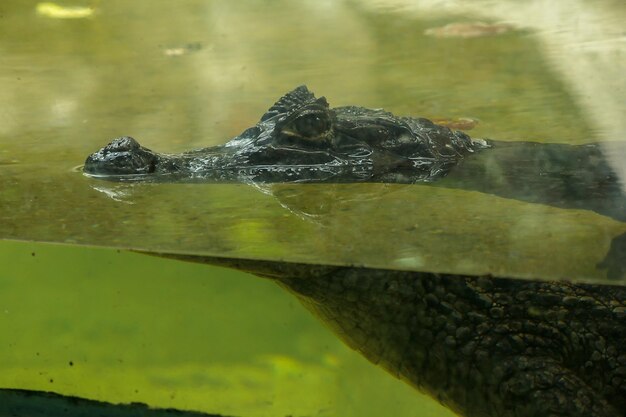 Close-up of turtle swimming in lake