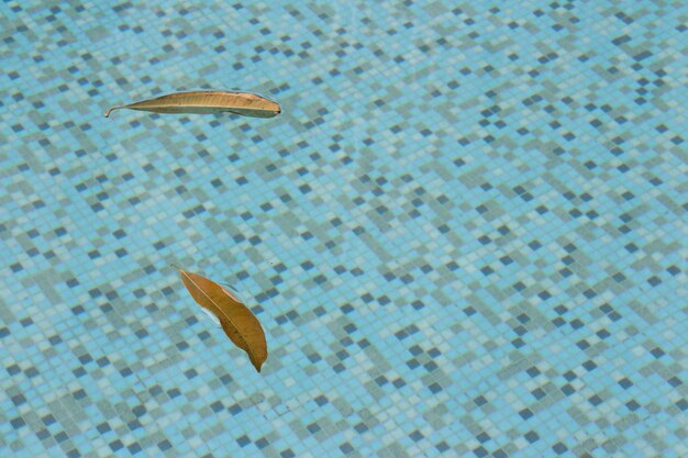 Photo close-up of a turtle in swimming pool