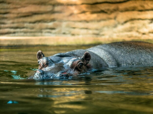 Close-up of turtle swimming in river