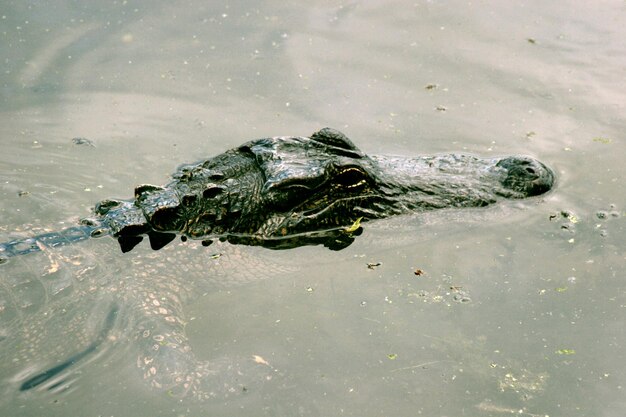 Foto prossimo piano di una tartaruga che nuota in un fiume