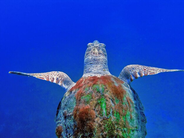 Close-up of turtle swimming in sea against clear blue sky