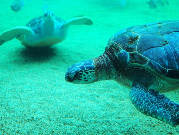 Foto prossimo piano di una tartaruga che nuota in mare