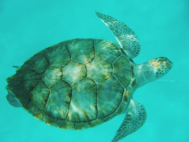 Foto prossimo piano di una tartaruga che nuota in mare