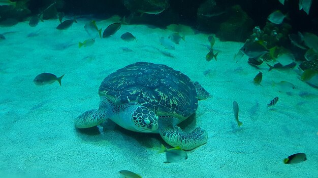 Foto prossimo piano di una tartaruga che nuota in mare