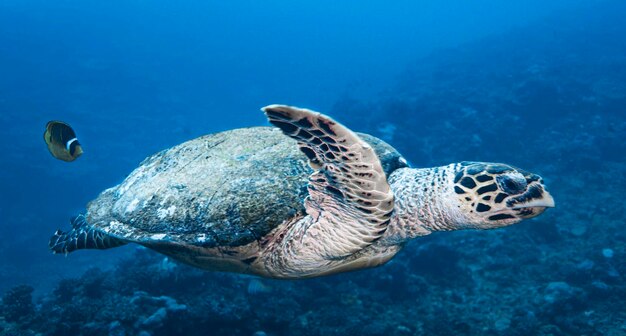 Close-up of turtle swimming in sea