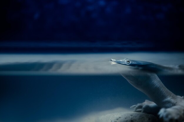 Photo close-up of turtle swimming in sea