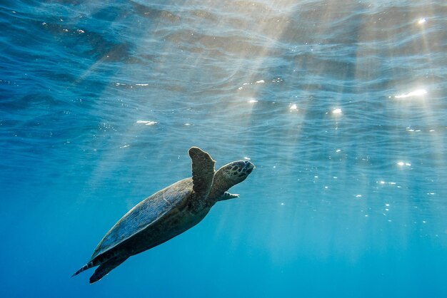 Close-up of turtle swimming in sea