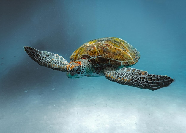 close-up of turtle swimming in sea