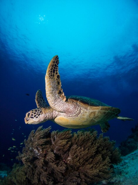 Close-up of turtle swimming in sea