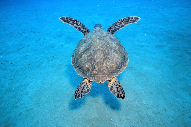 Foto prossimo piano di una tartaruga che nuota in mare