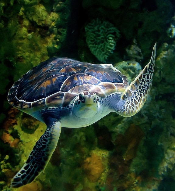 Photo close-up of turtle swimming in sea