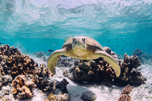 Foto prossimo piano di una tartaruga che nuota in mare