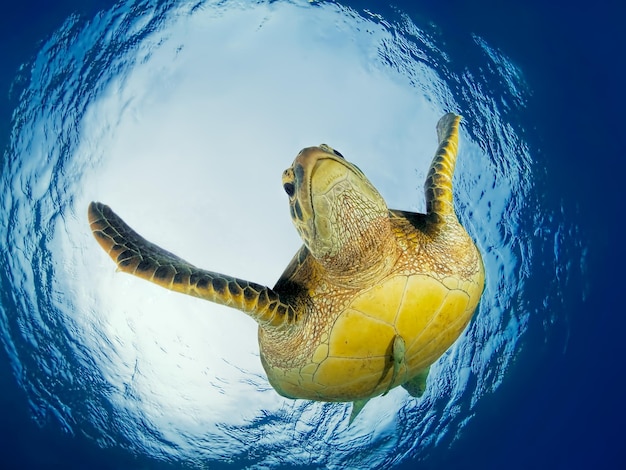 Foto prossimo piano di una tartaruga che nuota in mare