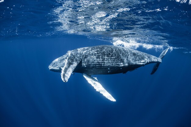 Foto prossimo piano di una tartaruga che nuota in mare