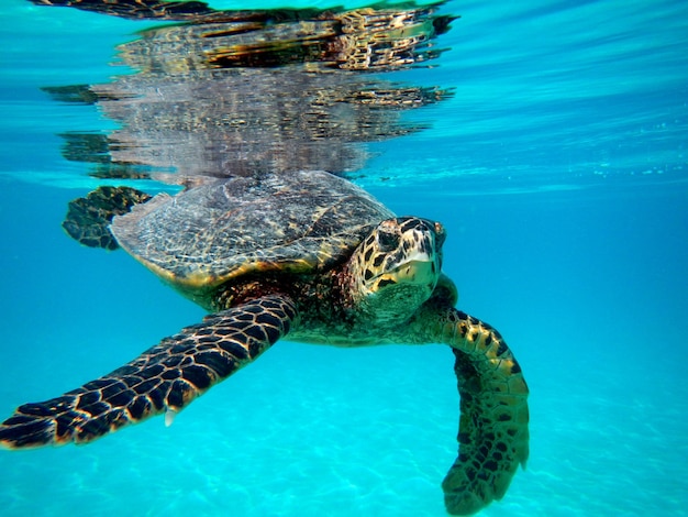 Foto close-up di una tartaruga che nuota in mare.