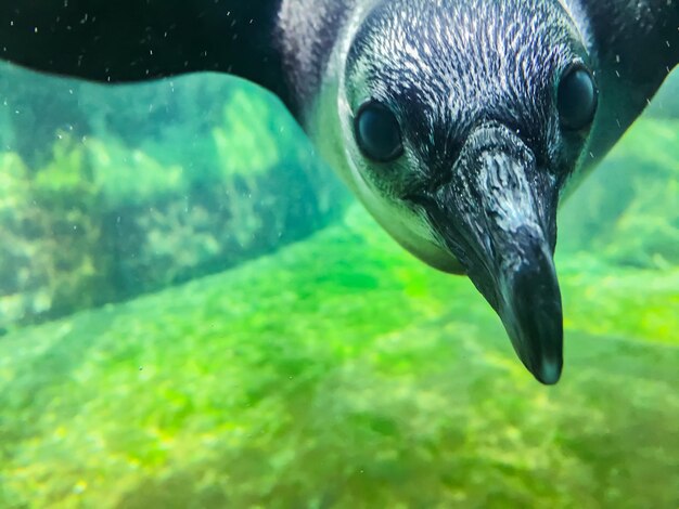 Photo close-up of turtle swimming in water