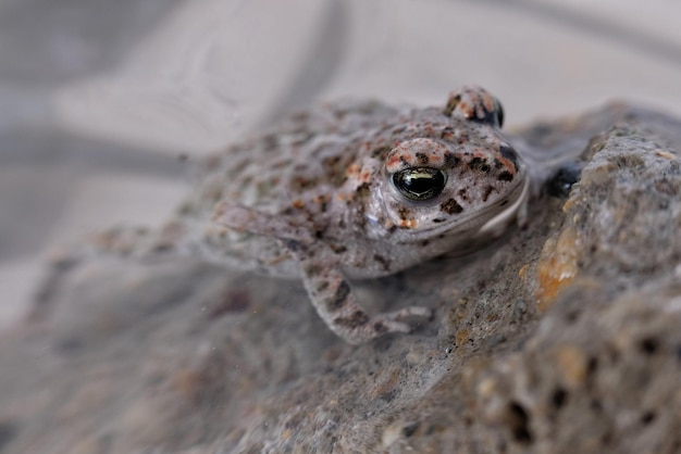 水中のカメのクローズアップ