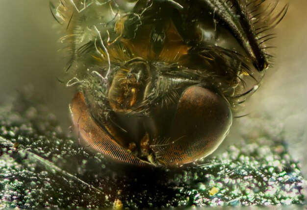 Photo close-up of turtle in water