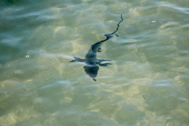 Close-up of turtle in water