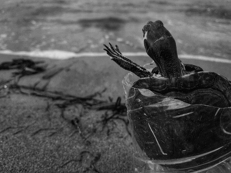 Photo close-up of turtle in water