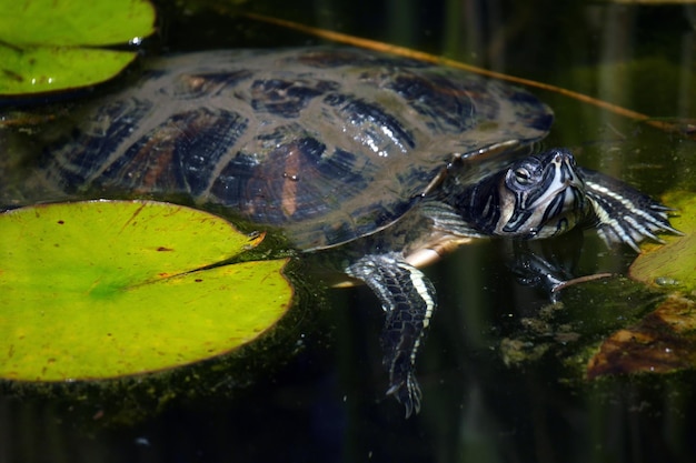 Photo close-up of turtle in water