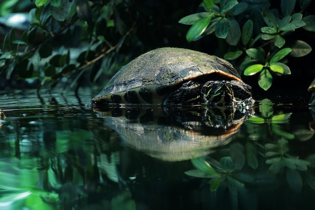 Close-up of turtle in water