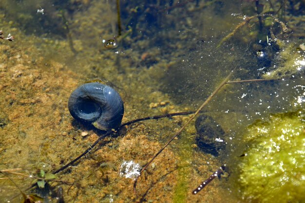 Close-up of turtle in water