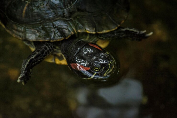 Photo close-up of turtle in water