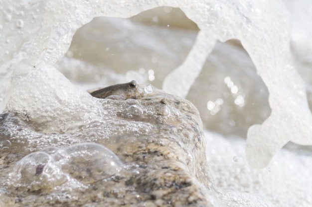 Close-up of turtle in water