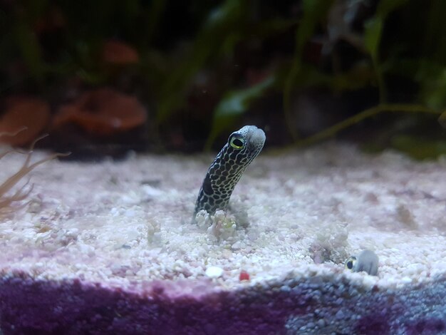 Close-up of turtle in water