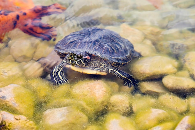 Photo close-up of turtle in water