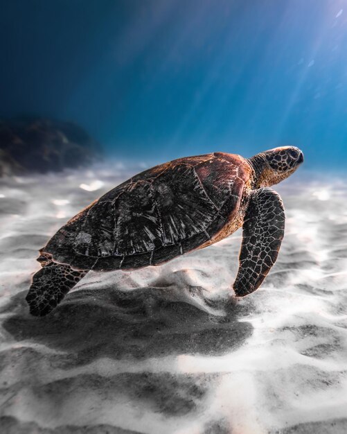 close-up of turtle in water