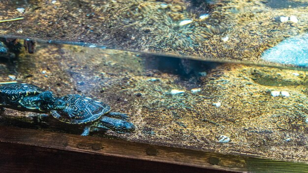 Photo close-up of turtle in water