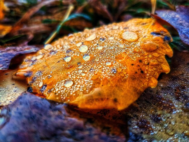 Foto prossimo piano di una tartaruga in acqua