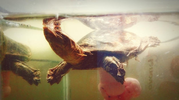 Photo close-up of turtle in water